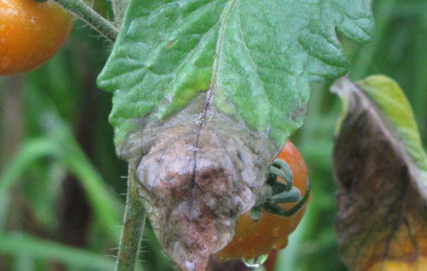 marque d'une attaque de mildiou sur des feuilles de tomates